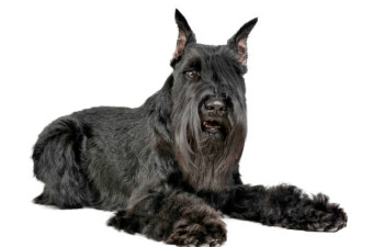 Schnauzer Gigant