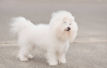 Bichon Bolognese