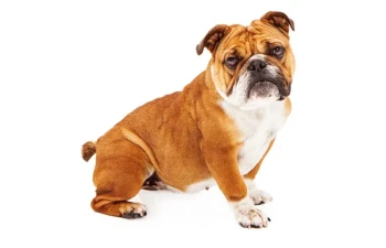 Bulldog Englez