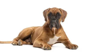 Boxer