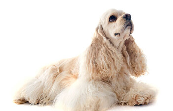 Cocker Spaniel American
