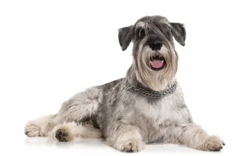Schnauzer Miniature