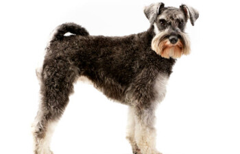 Schnauzer Standard