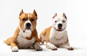 Amstaff