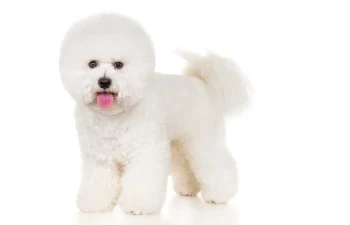 Bichon Frisé