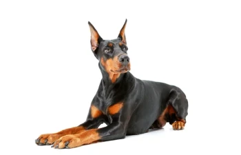 Doberman