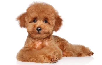 Pudel Toy