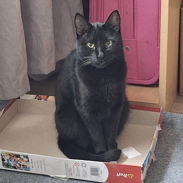 Alexandra-Andreea Atomi