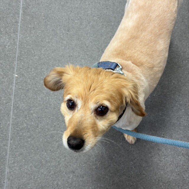 Maria Clara Ungureanu