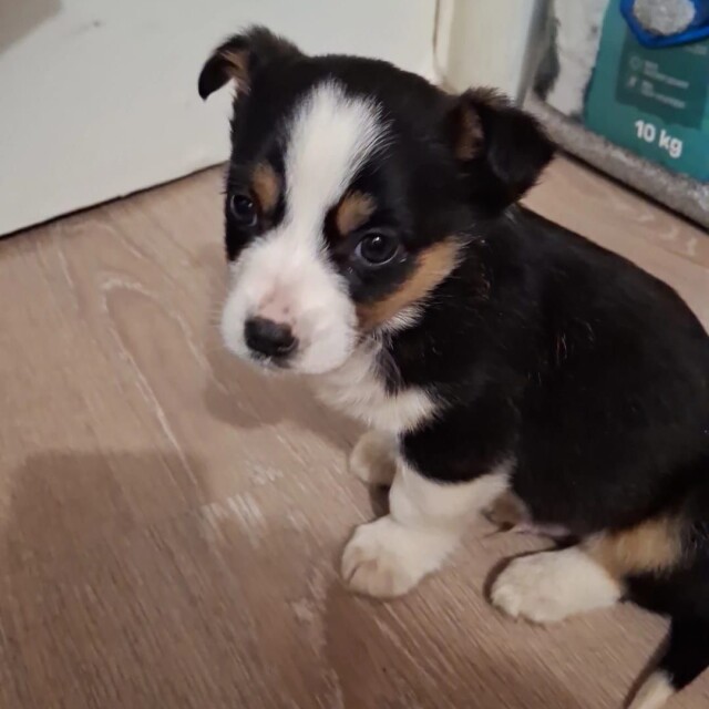 Alexandra-Andreea Atomi