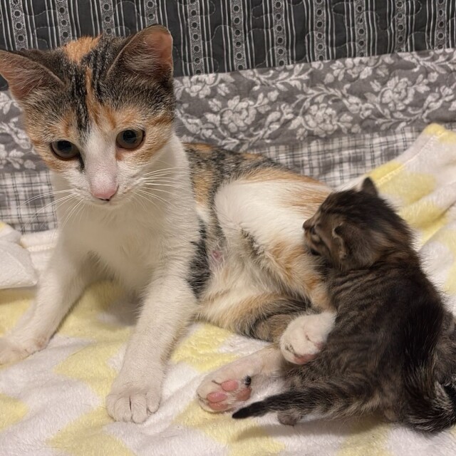 Maria Clara Ungureanu