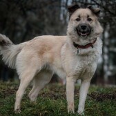 Profil gazdă