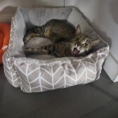 Profil gazdă